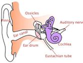 Ear canal