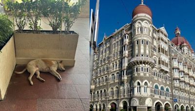 Mumbai: Stray Dog Takes Nap At 5-Star Taj Hotel's Entrance, Viral Photo Post Draws Admiration For Ratan Tata
