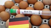 Sacrifican más de 11.000 pavos en Alemania tras detectarse gripe aviar en una granja