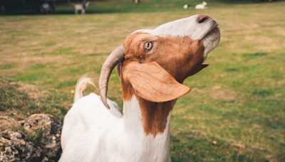 Animal Sanctuary's Compilation of All the Ways Goat Is a Great Father Is Everything