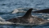 Endangered Orcas in the Pacific Northwest Are Battling a Mysterious Skin Disease
