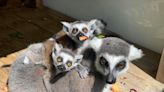 Eight babies in two months: Endangered lemur species welcomes four new sets of twins at zoo