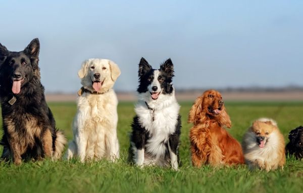 Top 25 dog breeds in the US and the most popular in Columbus