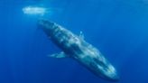 El regreso de las ballenas azules al océano Índico, donde fueron cazadas casi hasta la extinción