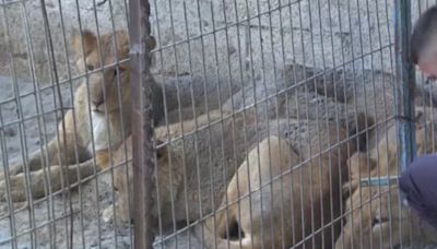 Gaza: leões são abandonados em zoológico em meio à ofensiva de Israel