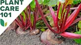 How to Grow Beets for a Superfood Supply in Your Own Backyard