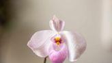 How to Grow and Care for Lady Slipper Orchids (Cypripedium)