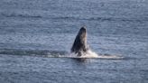 Maine fishermen appeal judge ruling that protects endangered whale