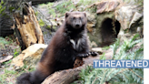 Why it took the U.S. forever to protect wolverines