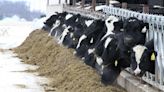 Bird flu now found in Iowa dairy herd