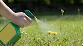 Does Dish Soap Kill Weeds? How to Make It Work For You