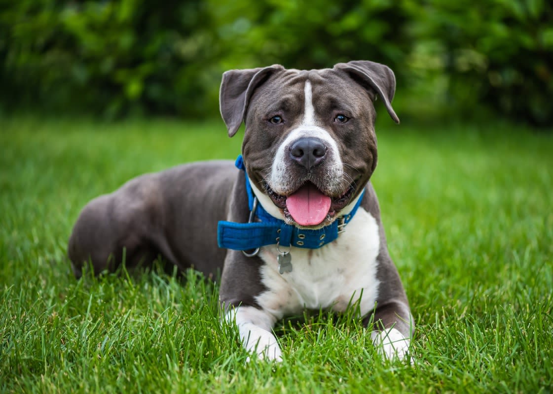 Staffy Adorably ‘Plays Dead’ Because 2 Hours at the Park Isn’t Long Enough