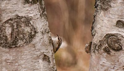 This tiny, ‘cryptic’ bird is the only one of its kind in Michigan