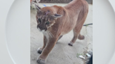 Mountain lion snatches, kills family cat in Calaveras County