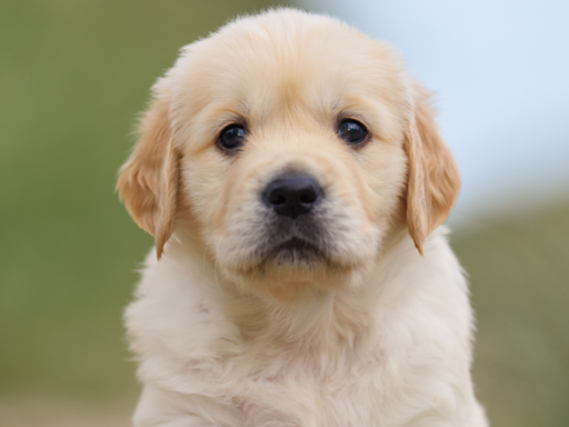 'Unwanted' Golden Retriever Puppy with Birth Defect Gets the Most Loving Happy Ending