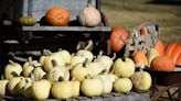 Pumpkin patches, corn mazes, apple orchards offer fall fun in Knoxville and East Tennessee