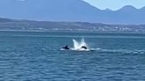 Watch killer whale hunt and eat great white shark in ‘astonishing’ two-minute attack