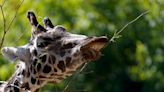 Video: Giraffe hoists toddler into air during drive-thru safari
