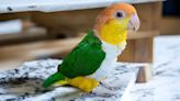 Parrot's Hilarious Military March Around Sink Makes Him a Real Guard Bird