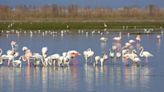 AVA-ASAJA pide compensaciones por los daños de flamencos en los arrozales de l'Albufera de València