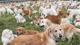 Hundreds of Golden Retrievers Brave Heavy Snow to Gather in Golden, Colorado to Celebrate Golden Retriever Day