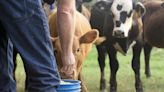 USDA expands support for H5N1 response to more dairy producers