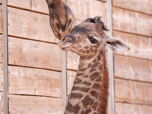 MEET TINO! Adorable baby giraffe born at Houston Zoo - see cute photos!