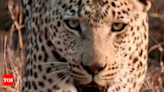 Two minors, 8 & 15, killed in separate leopard attacks in UP | India News - Times of India