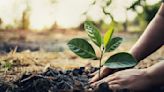 10L saplings to be planted in Mohali district