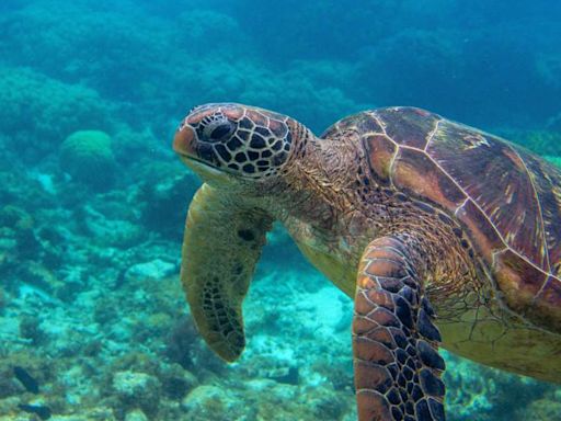 RS: cientistas investigam desaparecimento de tartarugas após enchentes