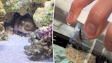 They got an octopus for their son to raise as a pet — then it had 50 babies