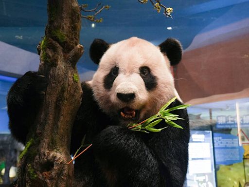 大貓熊「團團」回來了！台北動物園「瀕危動物故事館」開幕