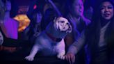 Adorable Bulldog Stole the Show and Made Everyone Want to Visit Cleveland in Puppy Bowl Ad