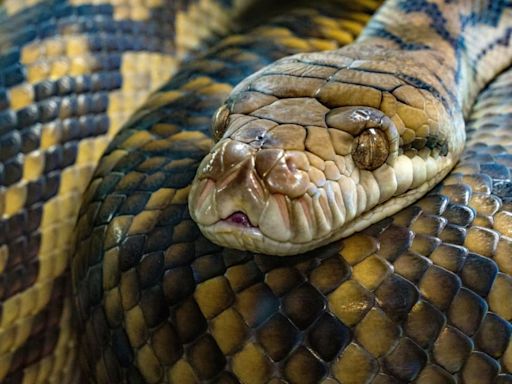 30-foot python eats woman who went out to get medicines for son. Snake cut open to retrieve body