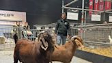 Desde Sudáfrica a la Argentina: un productor llevó a la Expo Rural de Palermo la raza Kalahari por primera vez