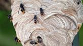 How Asian hornets are surging across UK - expert warns of new hotspots
