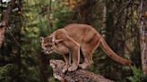 Here's the last confirmed mountain lion sighting in San Antonio