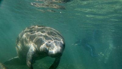 A manatee finds its way into a Pembroke Pines lake. How did it get there?