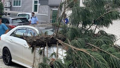 天水圍廈村30米大樹塌下 壓毀私家車