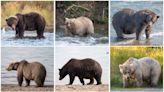 Fat Bear Week 2023 kicks off: Time to pick your chunky champion