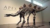 Stegosaurus fossil fetches nearly $45-million, setting record for dinosaur auctions