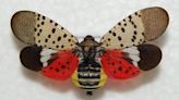Invasive spotted lanternfly found in Michigan for 2nd time
