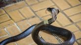 社子島每年都有毒蛇出沒 蔣萬安承諾擬對策阻止人為放生 - 生活