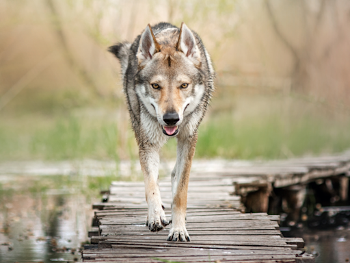 People Are Convinced That Woman Is Unknowingly Walking Around Paris With a Wolf