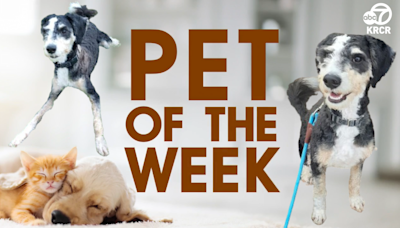 PET OF THE WEEK: Adopt Shakira the poodle mix hoping to bounce into a new home