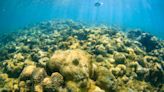 Los organismos diminutos dominarán los océanos debido a la acidificación