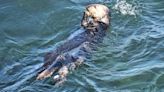 Sea Otter with reputation returns to Coastal community