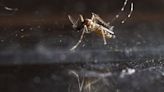 Dengue cases in Americas surpass last year's record high, WHO says