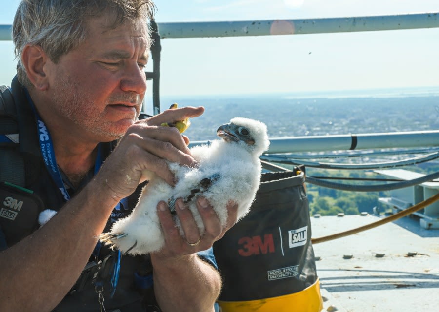 SEE IT: Born 693 feet atop a bridge, fluffy baby falcons are NYC’s newest residents