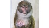 Baby Swamp Monkey Born at Cleveland Zoo for the First Time in Over a Decade